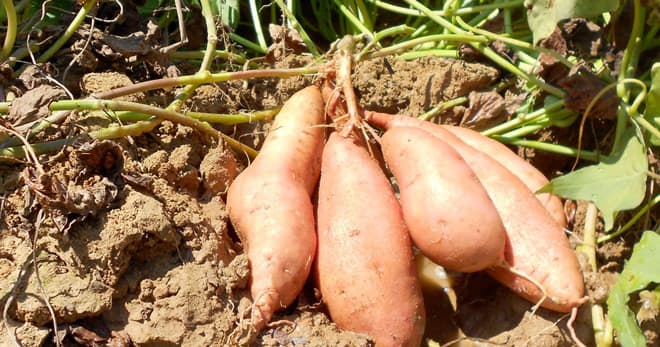 Government gives free 60,000 orange fleshed sweet potato vines to farmers