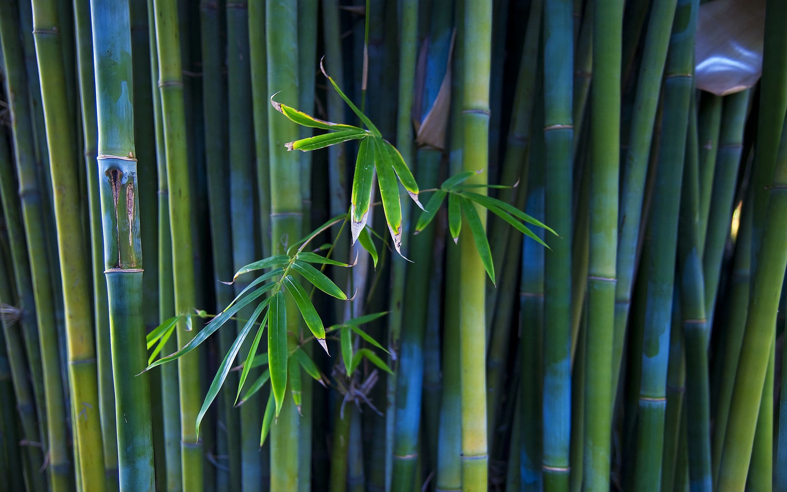Tobacco to bamboo project heralds low cost housing
