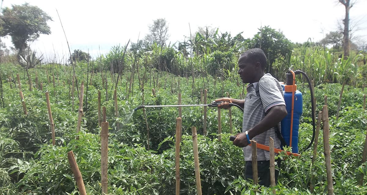 Fungicide spray that can help farmers control five field pests