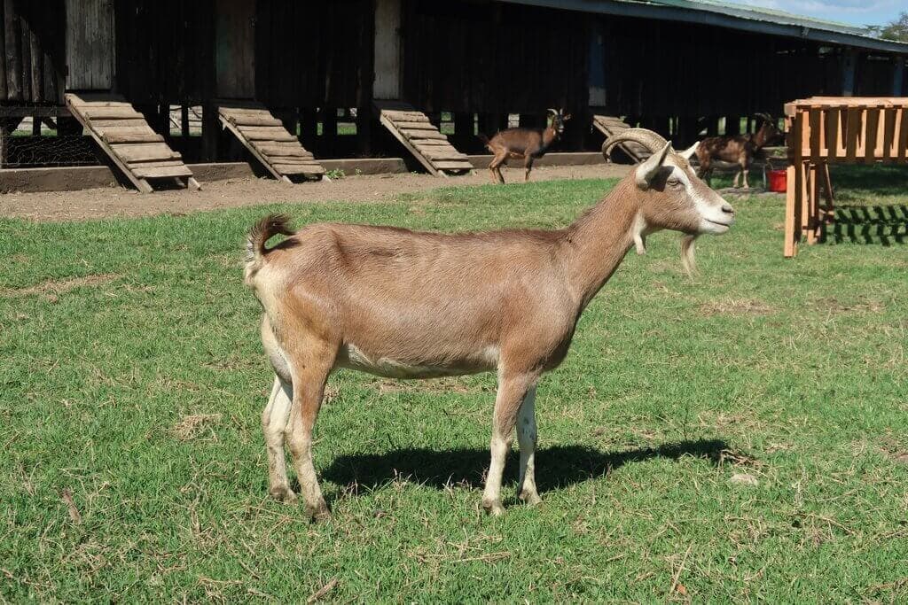 Farmers using groups to access exotic KALRO goats, multiplying output