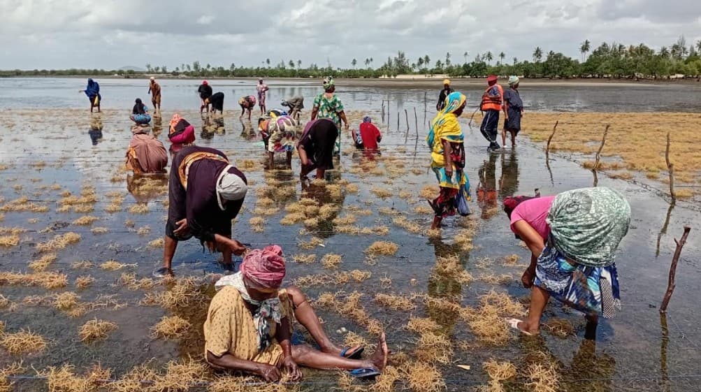 Seaweed farming boosts livelihoods along Kwale coast