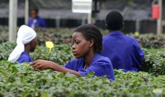 Uganda horticultural exports survive EU ban