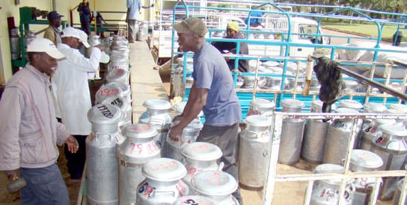 New Kenya Cooperative Creameries increases milk prices by four shillings to benefit smallholder farmers