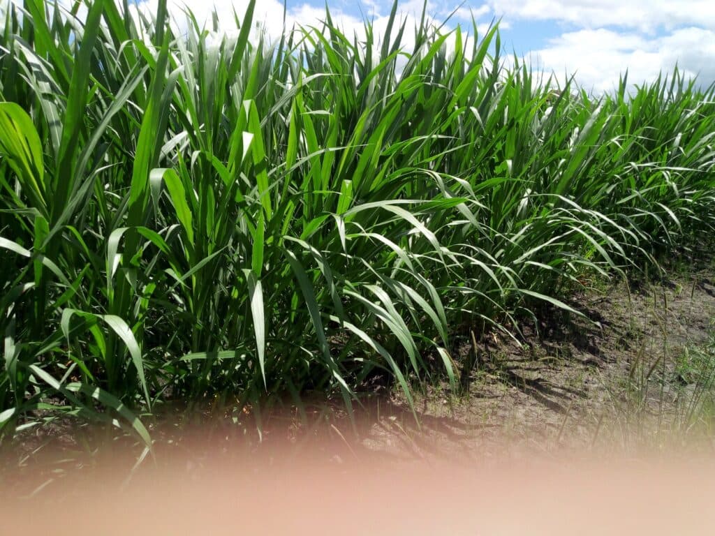 Brookside distributes Super Napier Grass to farmers