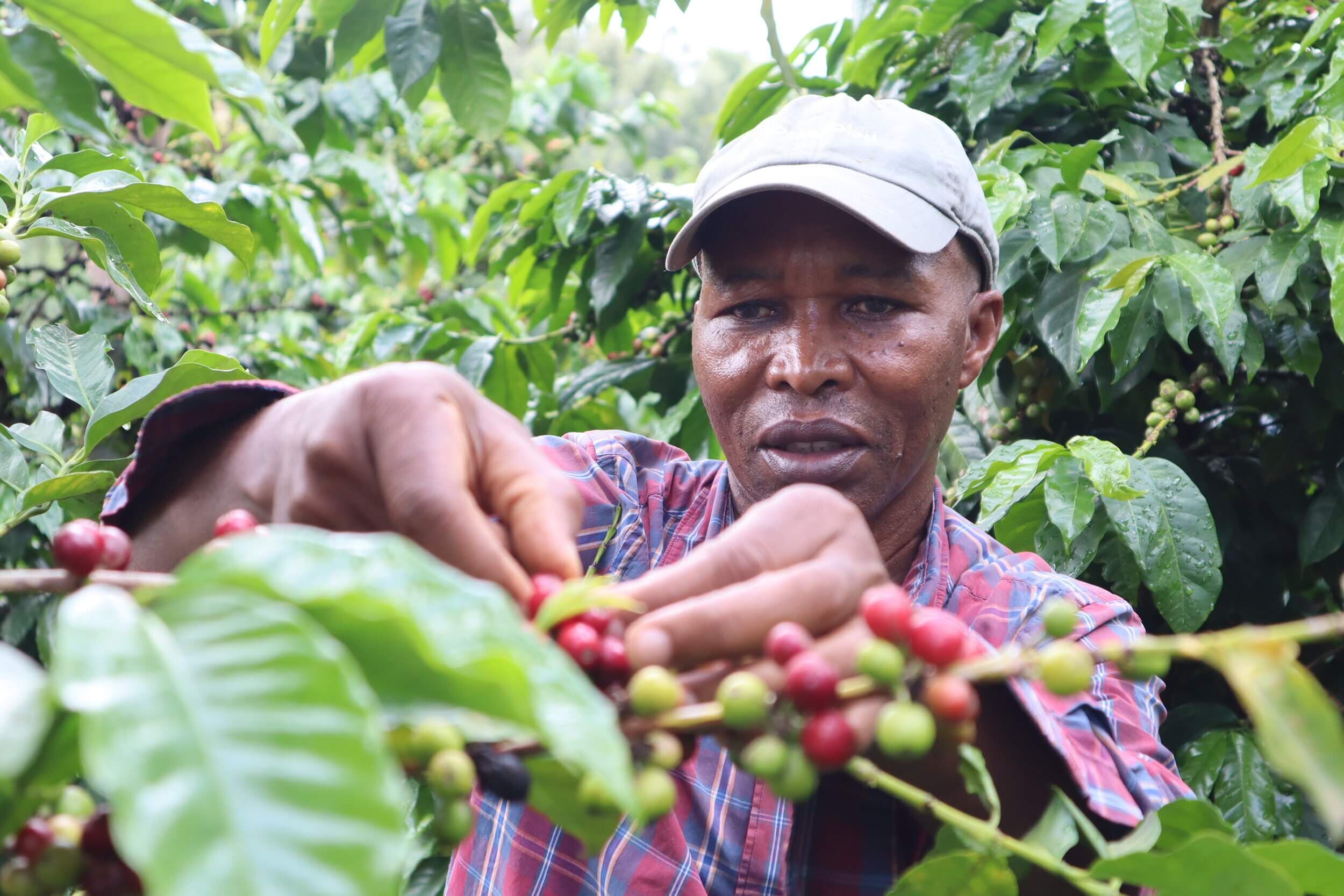 Govt promises Sh80 per kilogram coffee minimum buying price