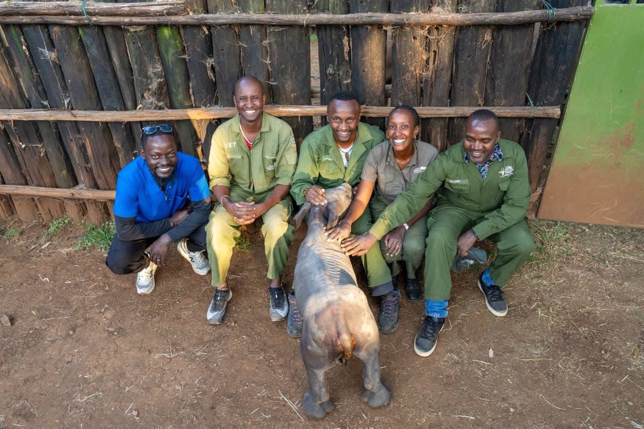 Groundbreaking surgery as Kenyan veterinarians save rare White Rhino calf