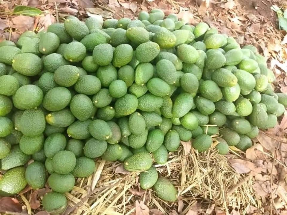 Hass avocado earn farmers premium in international markets