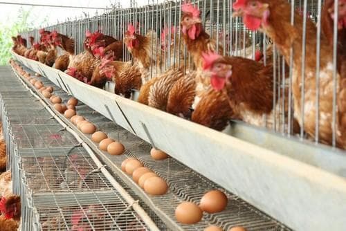 Why your chickens are not laying enough eggs: top causes and solutions
