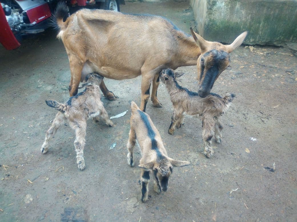 How to control deadly goat disease