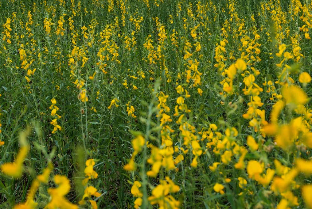 How farmers are employing hemp’s high to heal soils