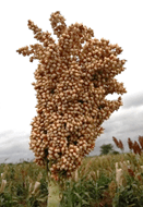 Ready sorghum market increasing demand for seeds by farmers