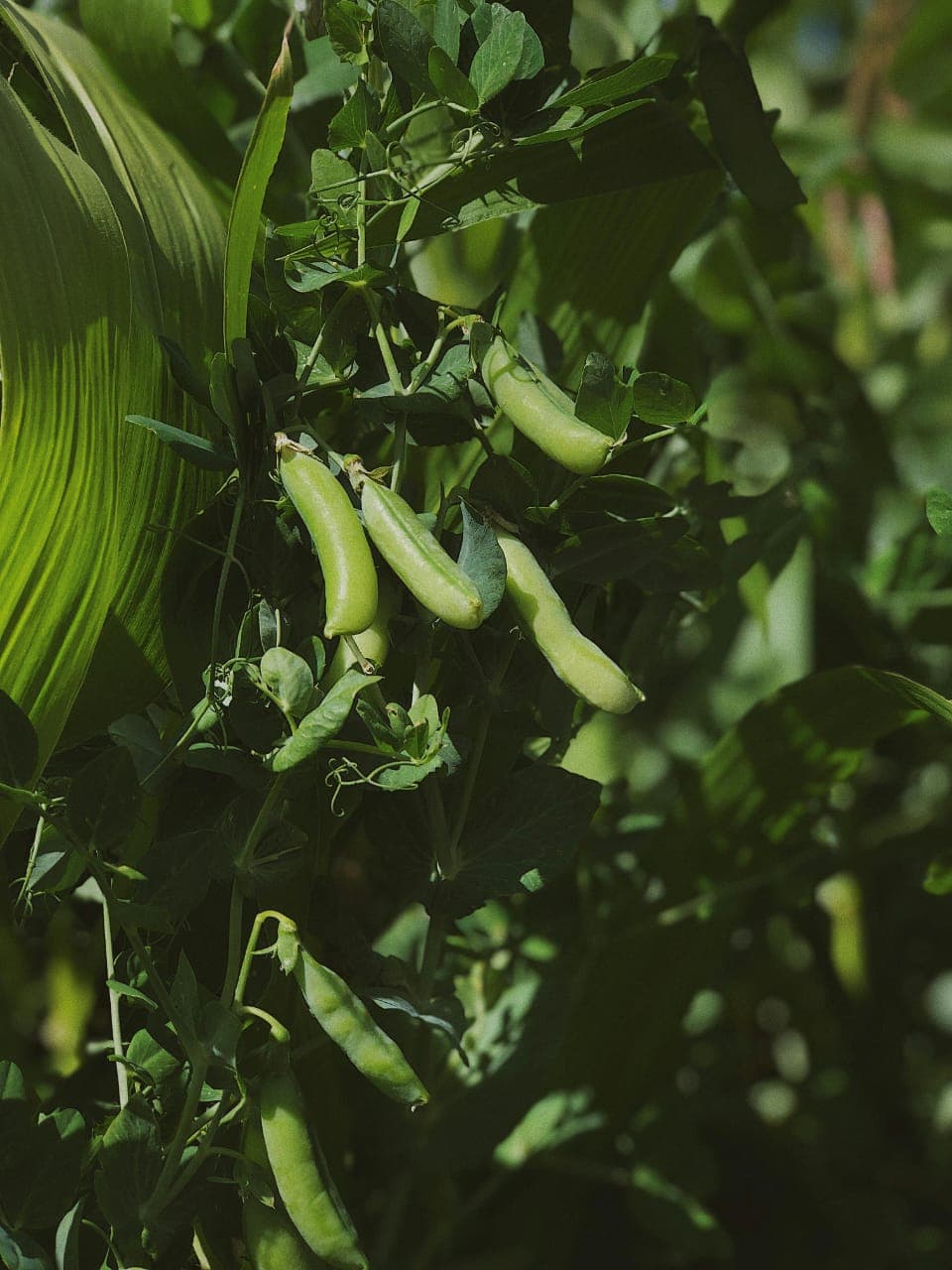 Seed shortages exacerbating collapse of Kenyan vegetable exports, say exporters
