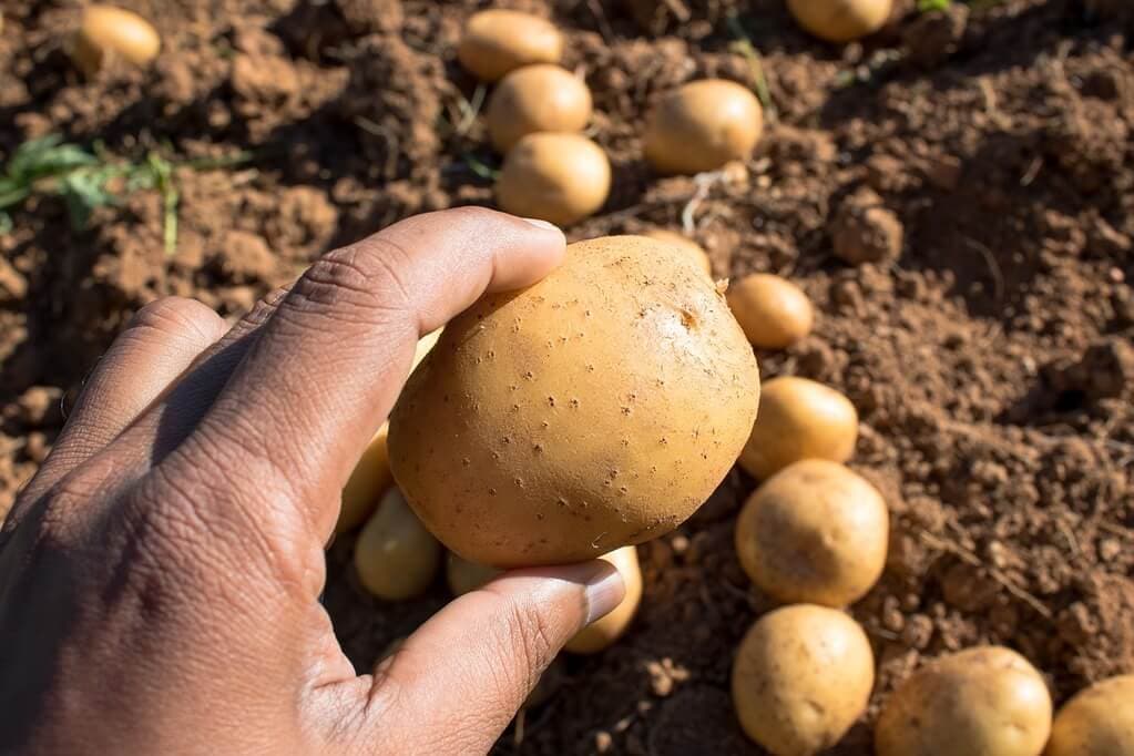 Four diseases decrease Kenya’s potato yield 62%, decimating food security