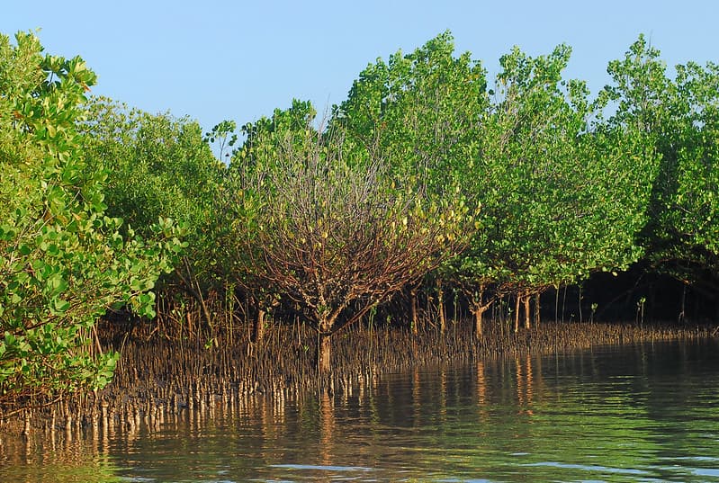 Kwale residents trade mangrove cultivation for carbon credits