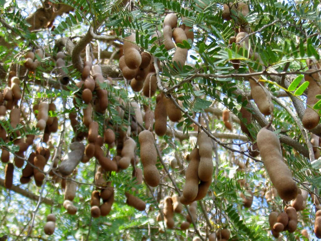 Emali farmer sets up a Sh5m a year retirement with an acre of Tamarind
