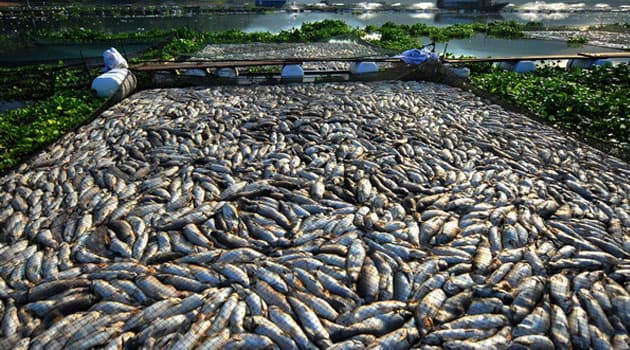 Liquid Telecom Kenya’s IoT network enables fish farmers to monitor ponds and increase production