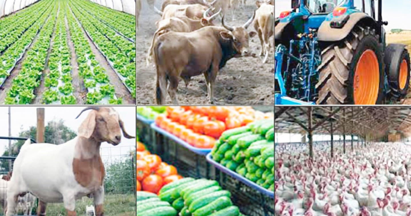 Low-cost agribusiness ideas that will make you rich