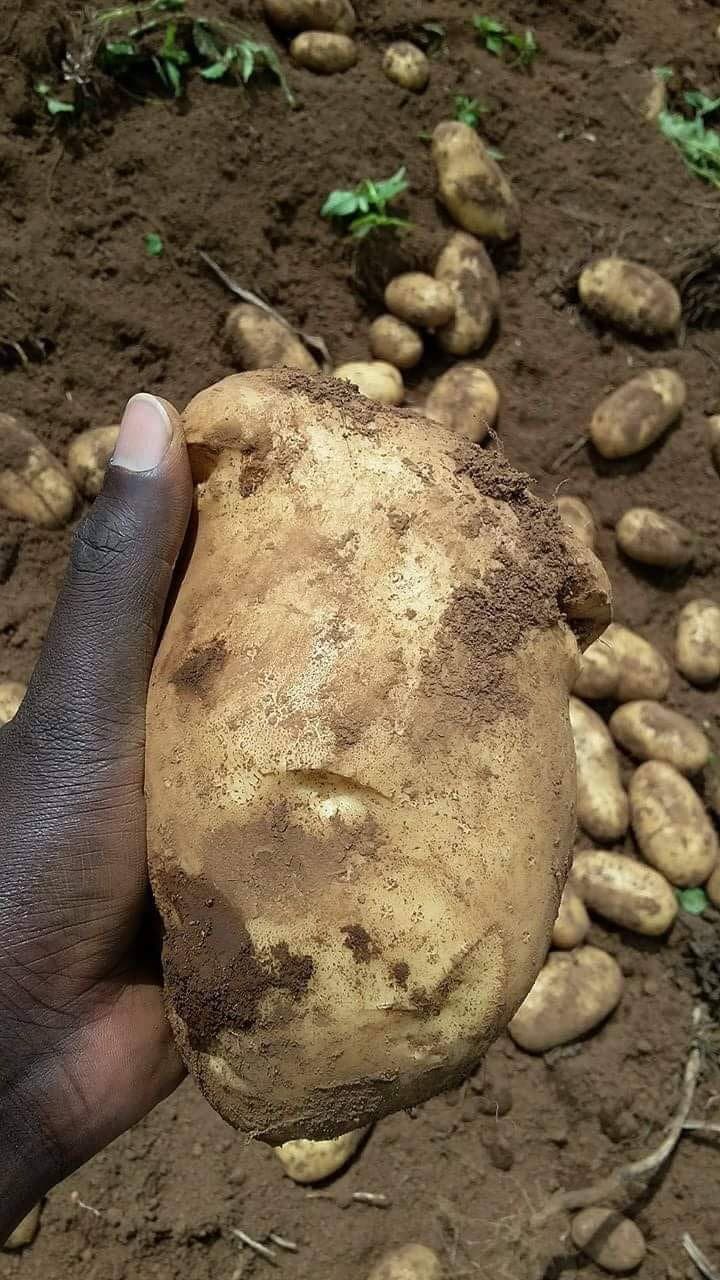 Company doubles potato seed multiplication to meet high demand from farmers