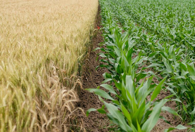 Maize production to stagnate as fertiliser prices rise & farmers find lucrative alternatives —USDA report