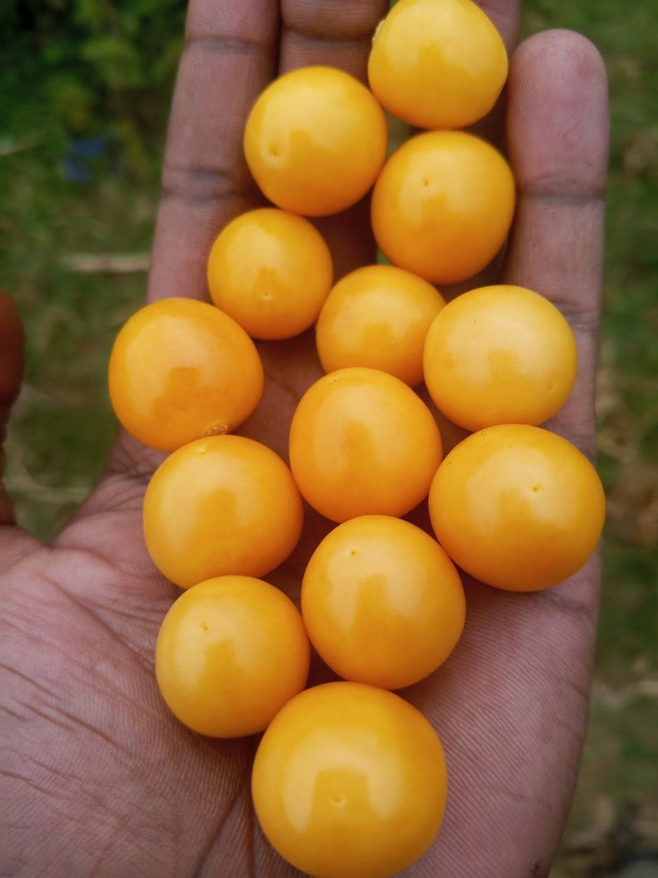 Farmer creates all-the-time profits by getting seeds from dried Cape Gooseberries