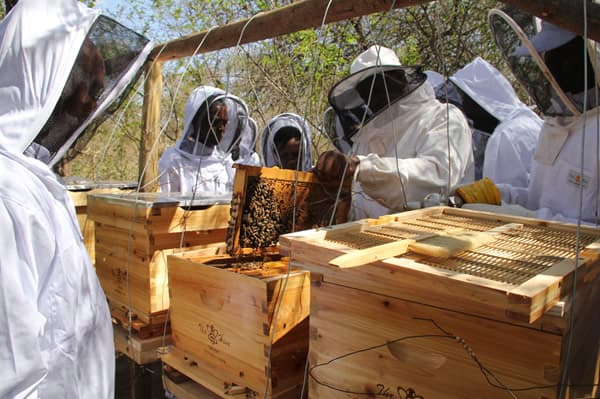 Kenyan coast beekeepers double honey production from 30 to 60 kilos a year with modern hives