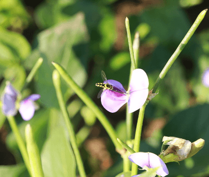 Factsheet: Growing Cowpea Livestock Feed