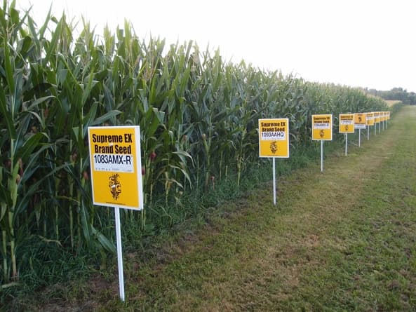 Scientists: Bt maize is developed from soil bacteria not in labs