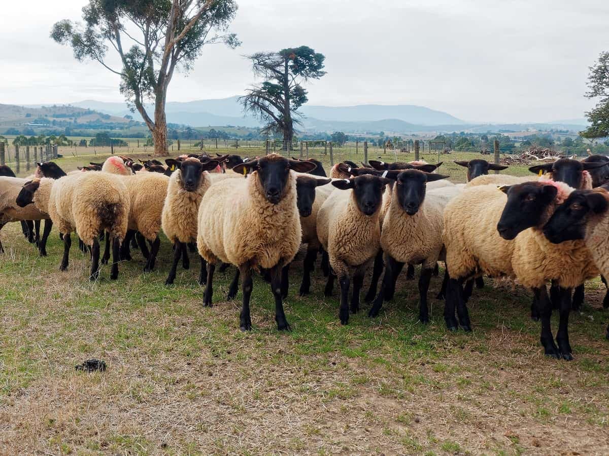 How you can make Sh1 million from Dorper sheep farming in 3 months