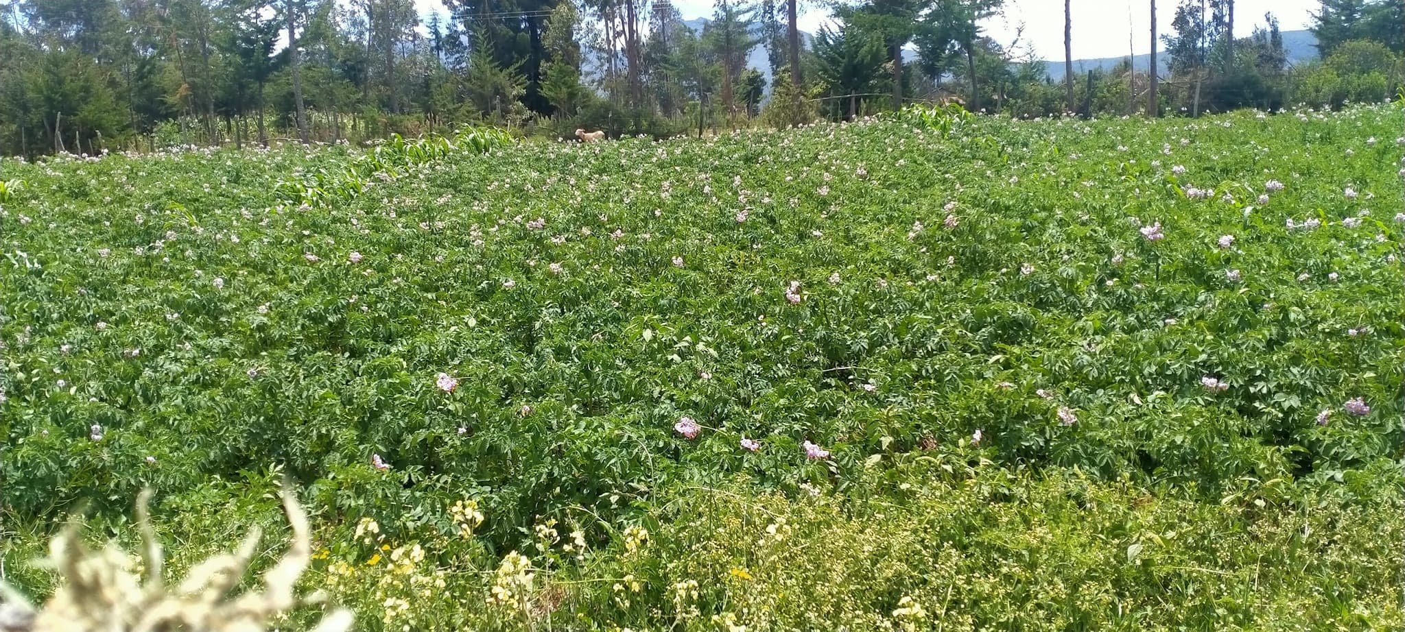 Nyandarua vegetable growers get a better deal through group farming