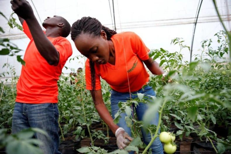 Varsity receives Sh56.8m grant to finance and mentor 1,200 agribusiness entrepreneurs