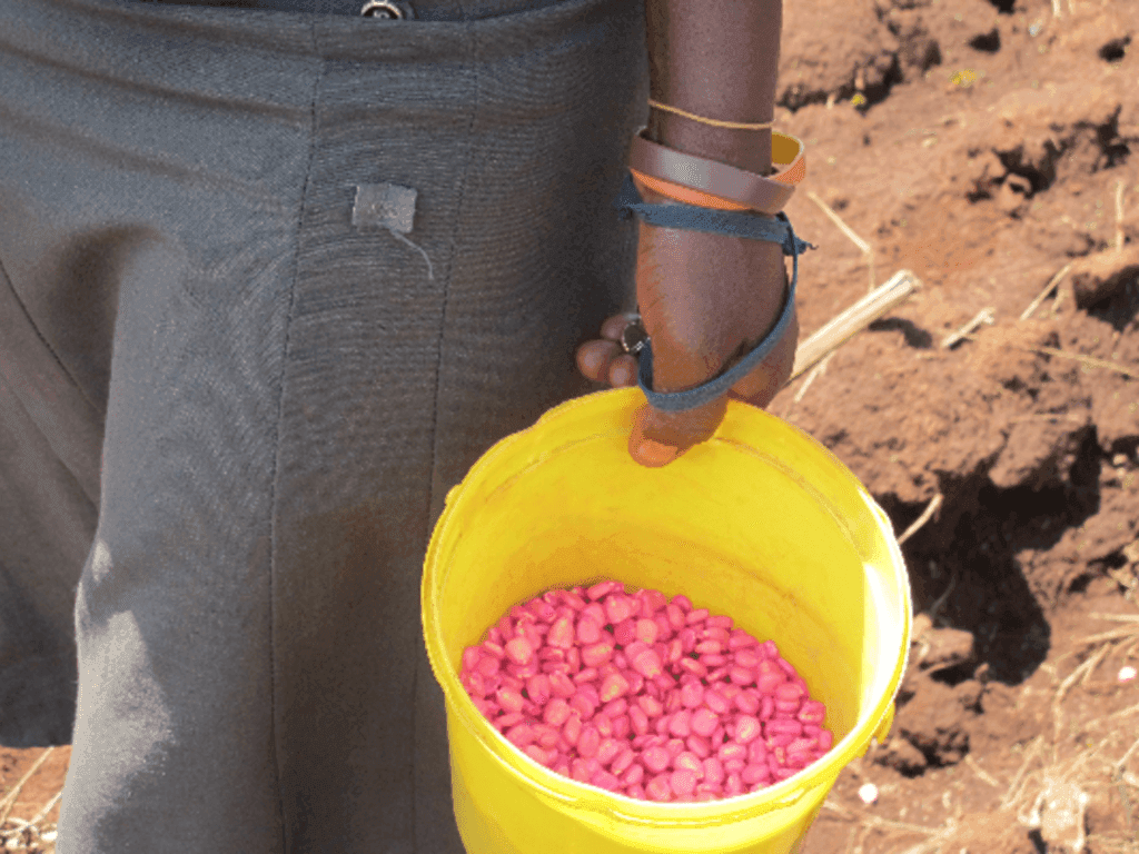 Fact sheet: Seed suppliers in Kenya