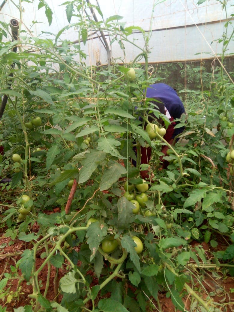 Lamu youth increase earnings fivefold as hotels’ demand for tomatoes soars