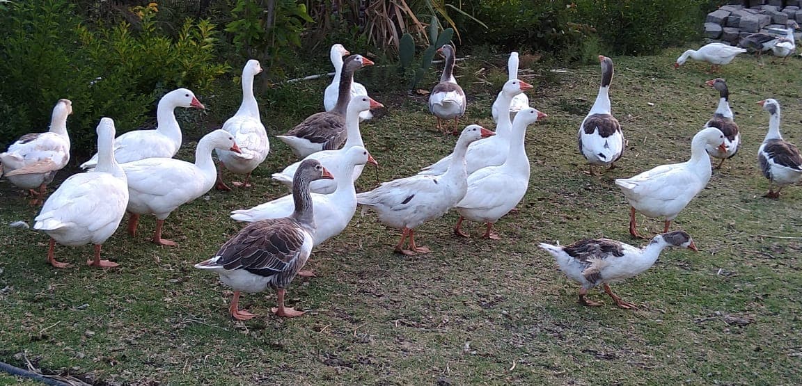 Laikipia farmer saving Sh3,000 monthly on fish feeds by keeping geese