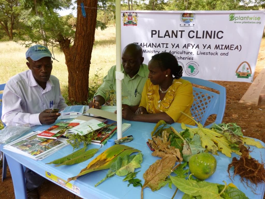 Plantwise plant clinics helps Kenyan farmers grow more and lose less to crop pests and diseases