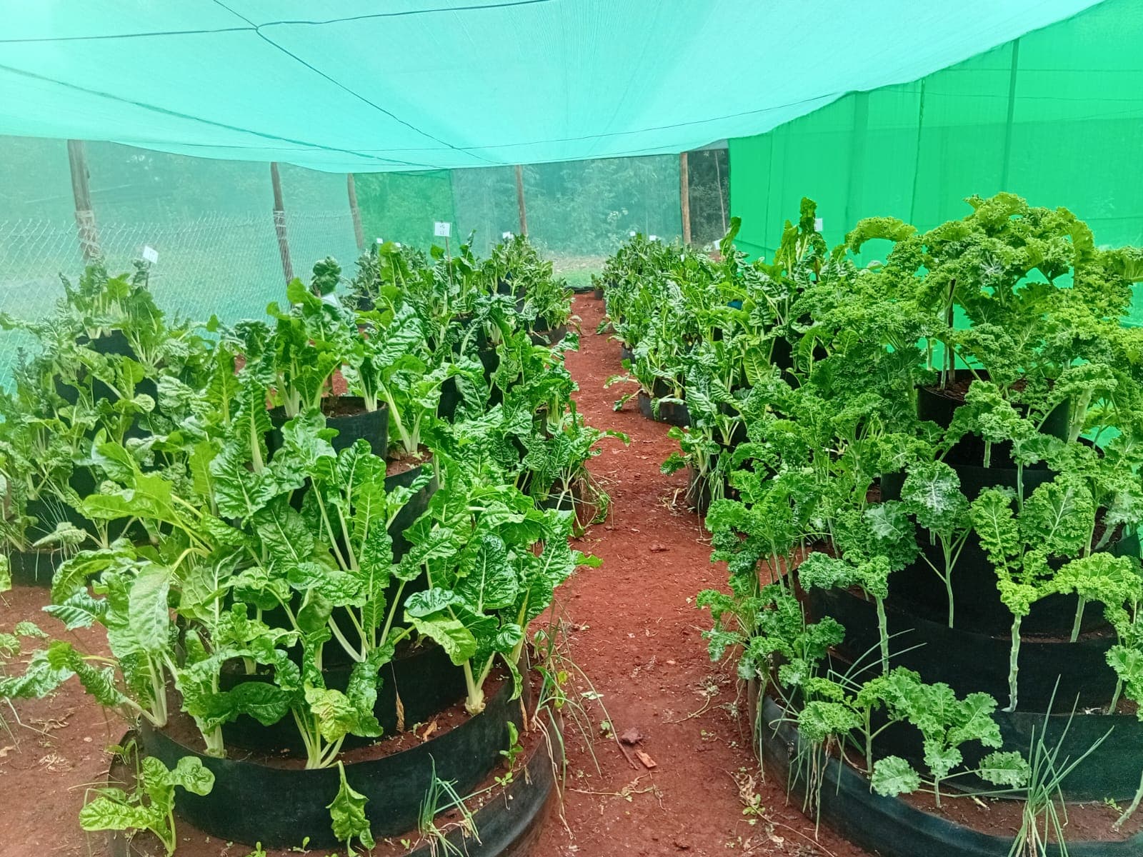 Youth pays school fees by creating kitchen garden on family plot