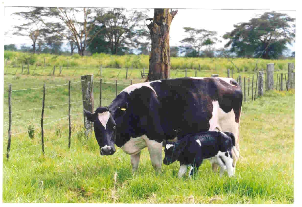 Farmers’ Friend: Behavioural traits to avoid in dairy cattle