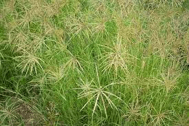 Baringo milk farmer adds Sh46,000 a month to income by switching to Boma Rhodes fodder