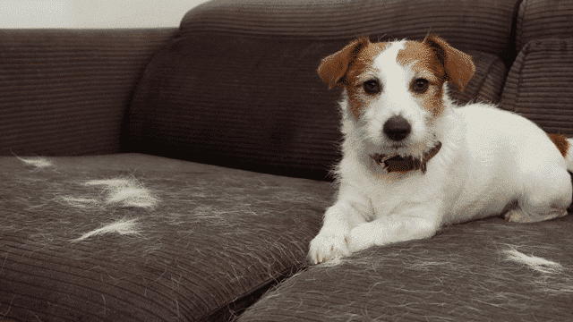 The Singlehood Series: My Ex Asked Me To Get Rid Of My Dog Because He Hated Pets