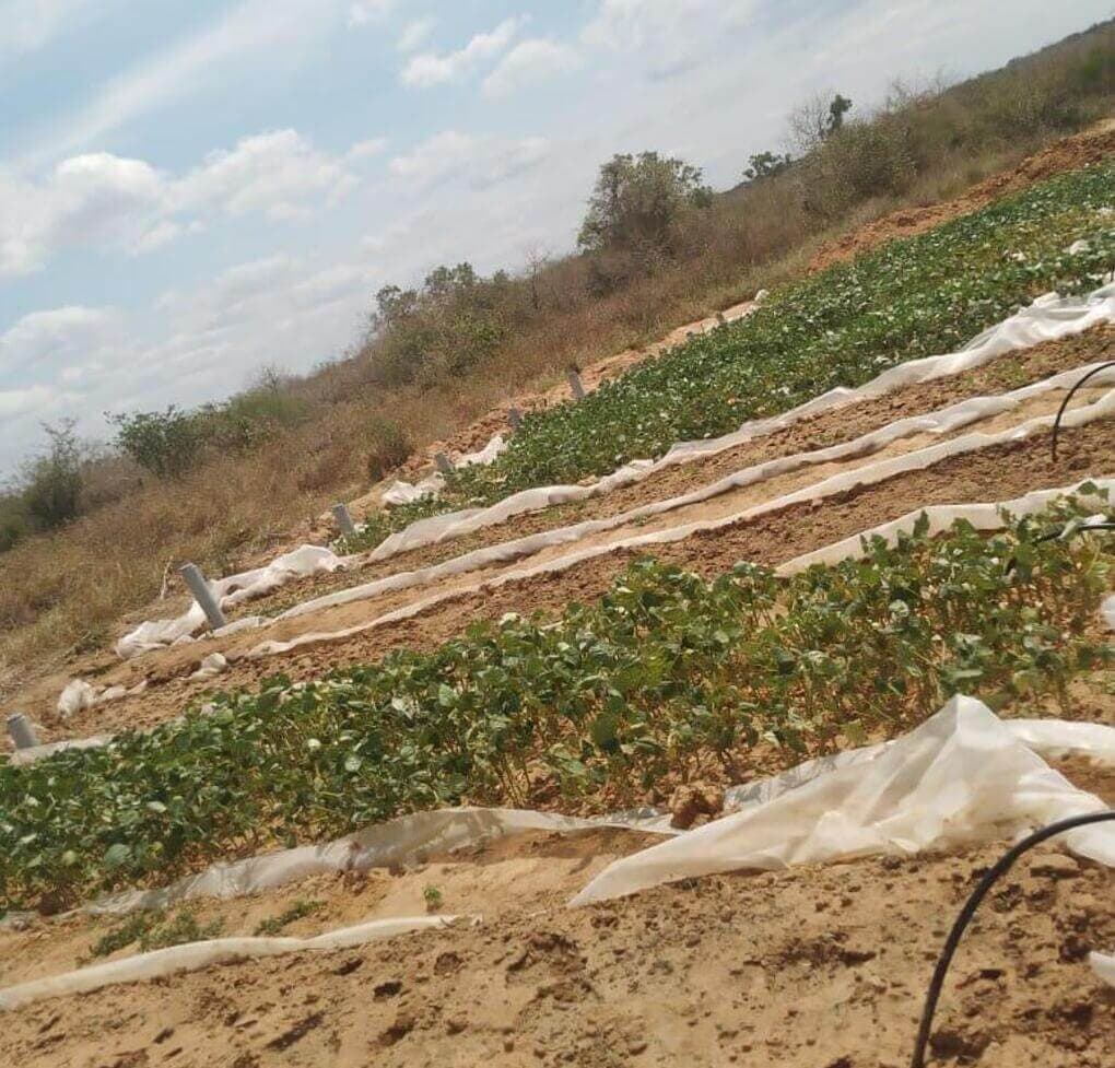 Farmers turn sand into soil with low-cost spin on global technologies