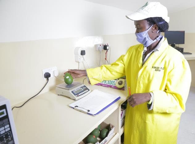 Kakuzi offering avocado farmers free fruit maturity testing services