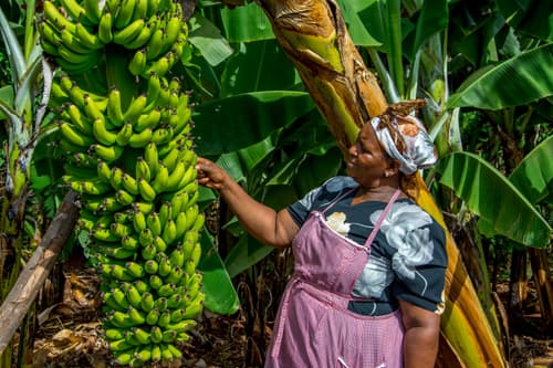 Family earns Sh100,000 a month on banana farming