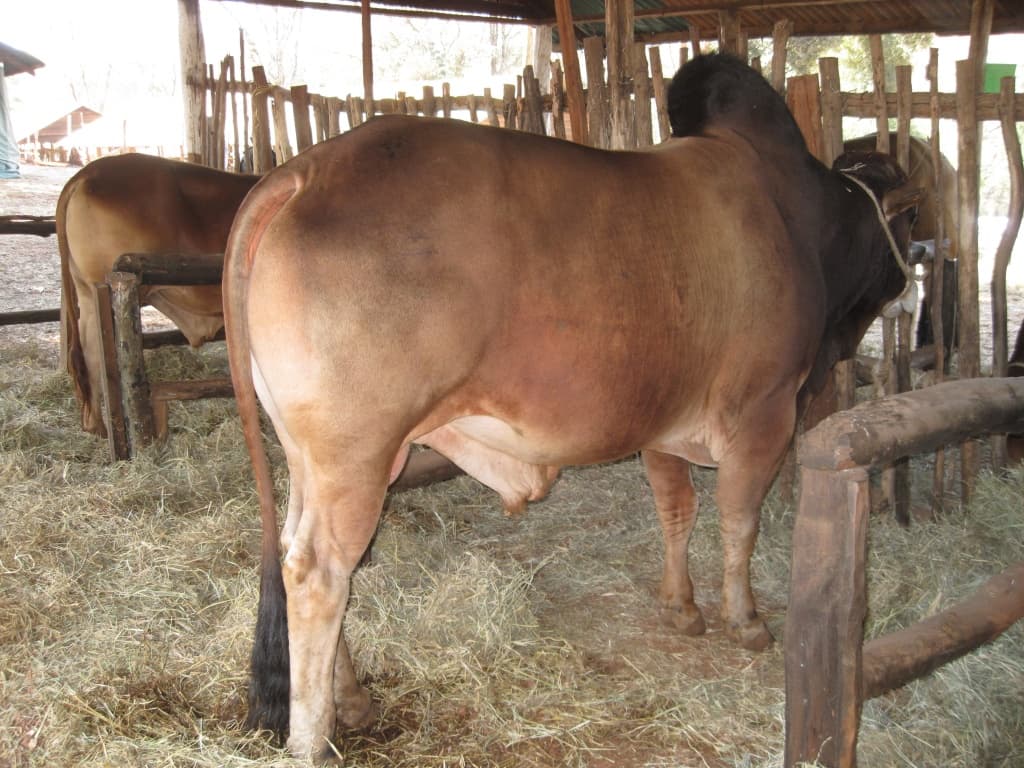 Government to establish special zones for production of livestock for export