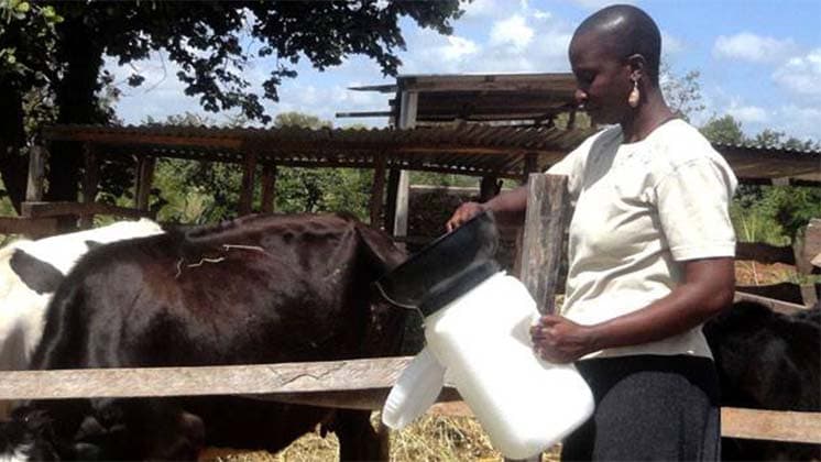Milk container spares farmers milk spillage woes
