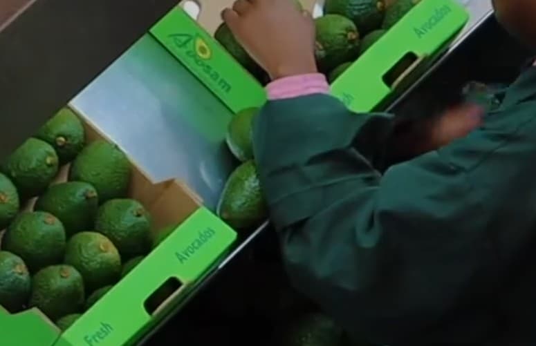 Sasini exits avocados amid new war and post-ban shortage