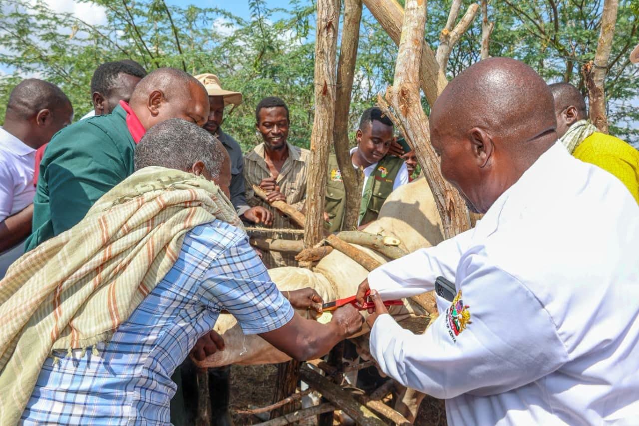 Kenya Pushes Digital Livestock Tracking to Unlock Export Markets