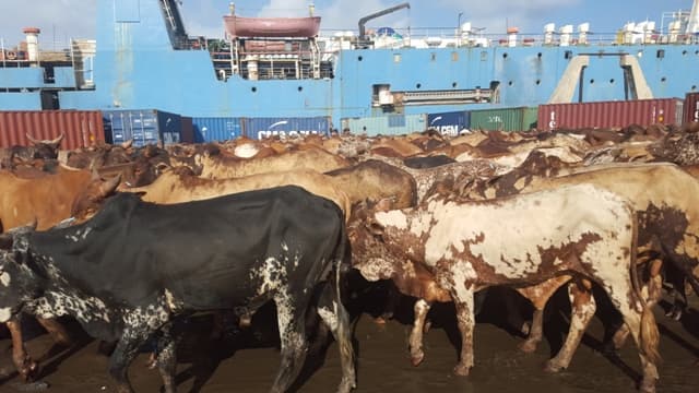 Kenya livestock sector earns big exporting live animals to Middle East