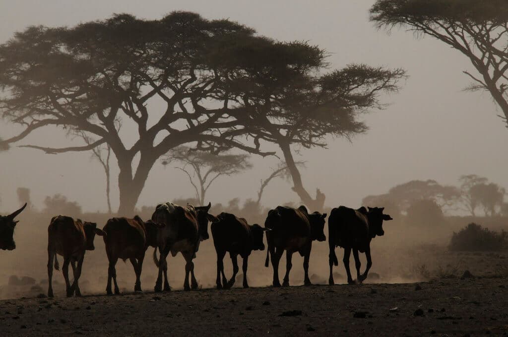 Study: Why cattle population in decline in arid areas in Kenya