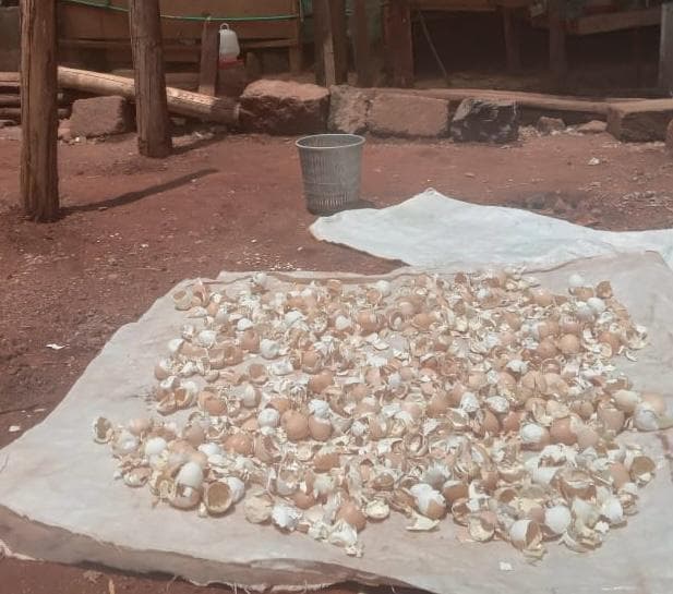ChickWorld cuts feed costs and chick deaths with crushed eggshell feed