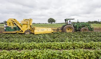 Breeders unveil superior French bean variety