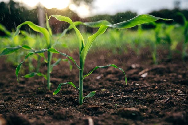 Decreasing soil moisture cuts size of Africa’s farmland